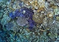 Gene sequences and symbiosis 