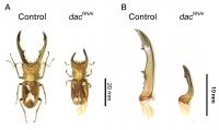 Effect of dacshund gene knockdown on adult phenotypes