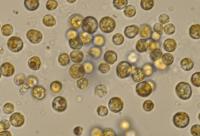 Stressed dinoflagellates rewrite their genes during transcription.