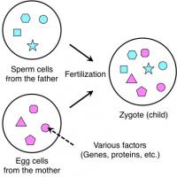 Fertilization in plants. 