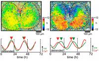 Voltage rhythms (top left) were synchronized throughout the SCN while calcium rhythms (top right) were specific to regions within the tissue. This resulted in a phase difference between voltage and calcium rhythms in the dorsal region (bottom right) while the two rhythms were in phase in the ventral region (bottom left). 