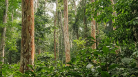 Forests