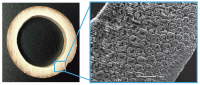 The cross section of a wild moso bamboo Phyllostachys pubescens. Fibers (vascular bundles) surrounding the heart-shaped black openings have a denser distribution toward the outer part. 