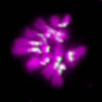 Dalmatian on Drosophila Chromosomes