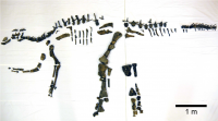 The bones of the dinosaur Mukawaryu which have been cleaned so far. These likely represent more than half of the bones the dinosaur had.