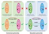 To complete their life cycles, defective pararetrovirus (PRV) species have evolved to form partnerships which are maintained by frequent exchanges of their noncoding regulatory sequences (NRSs).