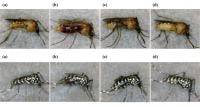Stereomicroscopic images of two mosquito species at taken at different times after feeding on human blood.