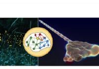 A firefly's flash inspires new nanolaser light