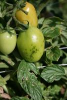Shaping up against pathogens