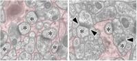 In the normal mice (left panel), connections between Purkinje cells (asterisks) and climbing fibers or parallel fibers are thoroughly wrapped by Bergmann glia (colored in red), whereas they are exposed to their neighbors in the knockout mice lacking GLAST (right panel, arrowheads). 