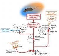 Brain processing of thermosensory information in hot environments