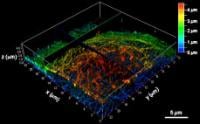 3D STED image of HeLa cell microtubules immunolabled with the newly synthesized dye, PhoxBright430 (PB430)