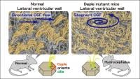 Daple orients cilia to produce directional CSF flow