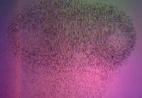 3D particle tracking? There's an app for that