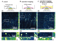 High resolution images were obtained, particularly in the Z axis direction, when brain slices were wrapped with a CYTOP® nanosheet (B, C), whereas the control sample yielded blurred images (A). 