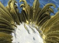 Dark materials squeeze green fuel from sunlight