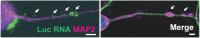 Image Name