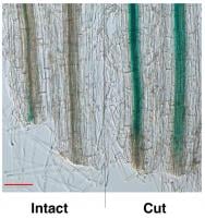 Increased levels of AUX/IAA19, which indicate an activation of auxin signaling, were observed in the cut-end of root-cut plants compared to intact plants. Scale bar = 0.1 mm. 