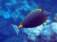 Giant bacteria make algae easy to stomach