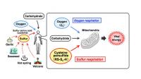 Sulfur respiration in mammals