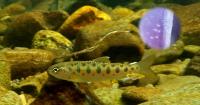 Young Masu salmon, the host of Margaritifera laevis. The circled inset shows the gill of a Masu salmon infected with parasites. The white dots are larvae of the freshwater mussel.
