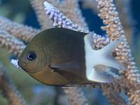 Damselfish