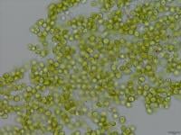 algal symbiont 