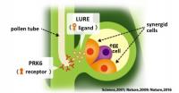 Pollen tube guidance by LURE within the pistil. 