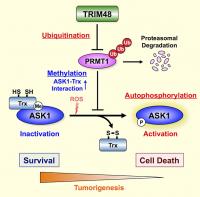 ASK the enzyme: new potential targets for cancer