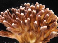 A coral