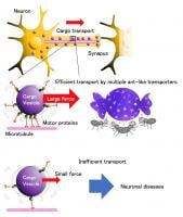 Multiple ant-like transport of neuronal cargo by motor proteins