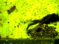 The ant species Strumigenys membranifera used in the experiments. 
