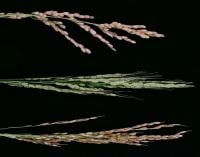 Asian species (Oryza sativa, top), African species (O. glaberrima, bottom), and their hybrid (middle). The hybrid has husks but does not yield seeds.