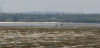Seagrass