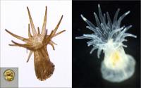 New mutant coral symbiont alga able to switch symbiosis off