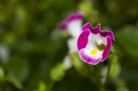 Image Name