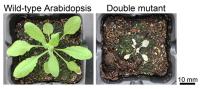 Plants overcome hunger with the aid of autophagy