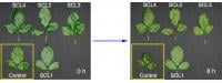 Photo of rose leaves (after 0 hours and 8 hours) sprayed with various stomata closing compounds. 