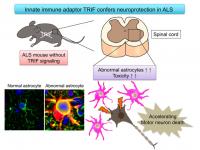 Innate immune adaptor TRIF confers neuroprotection in ALS