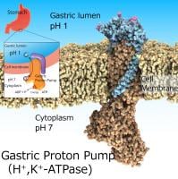 Gastric proton pump, H+,K+-ATPase