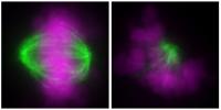 A diploid cell (left) and a haploid cell (right) showing normal and abnormal orientation of chromosomes (purple) and microtubules (green) during cell division, respectively. (Yaguchi K., et al., Journal of Cell Biology, April 30, 2018)