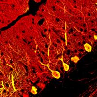 Neurons1