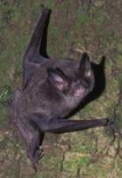 Bat