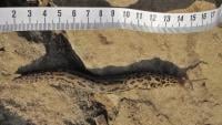 Giant Slug