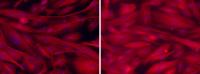 The cultured cells lacking gcn5l1(right) formed thicker muscle fibers comparing to normal cells (left).