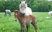 Farm Horses