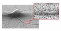neural stem cell differentiation