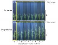 Rice plants evolve to adapt to flooding