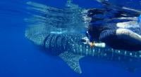 Whale Shark
