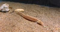 Dojo loach